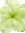 Green Flower Avatar