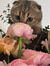 Lasya