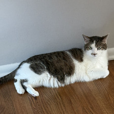 Ella