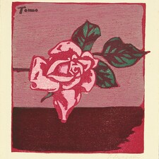 Rose White
