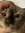 cookie