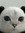 Fig Cat