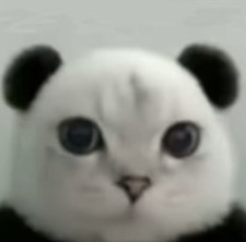 Fig Cat