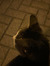 evi