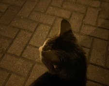 evi