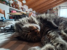 Margot