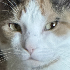 Daisie