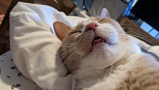 Asa