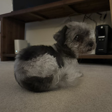 Stella