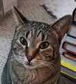 Kat