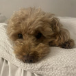 phoebe