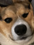 Tanya