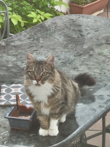 Diego