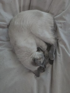 Kitty Morris