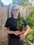Bryony