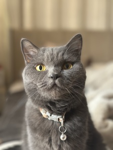 NIBRAS