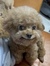 Pitou B...