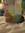 genna