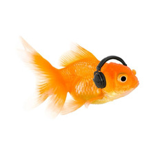 Fishy Fish