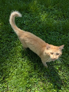 Jasper