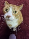 Sam