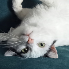 Hazel