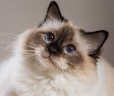 Cheyenne