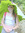 Anet