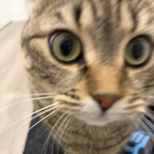 Lilreesh