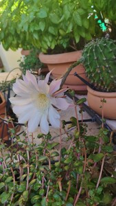 ROBERTA COPPO
