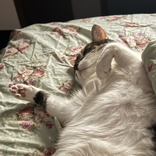 Luci