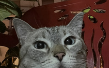 cj