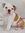 dogsideofthemoon
