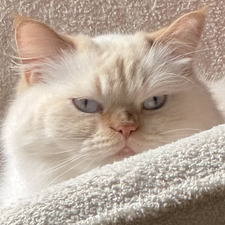 Sofia