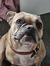 Daisy G...