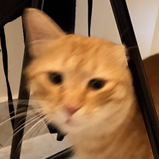 Mav