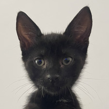 Gemma