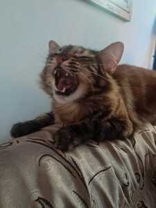 Badteist