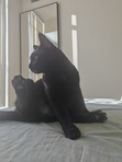 kat