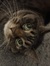 KittenP...