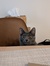 Judy
