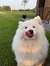 Rhune Van