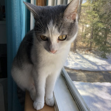 Sophia