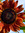 A. | 34 comments