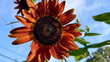A.