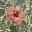 sekar