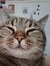Elion