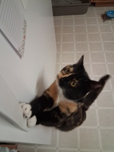 lily