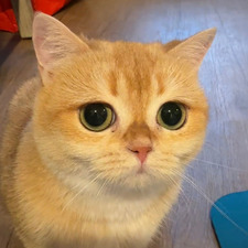 ezteehee