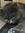Kat